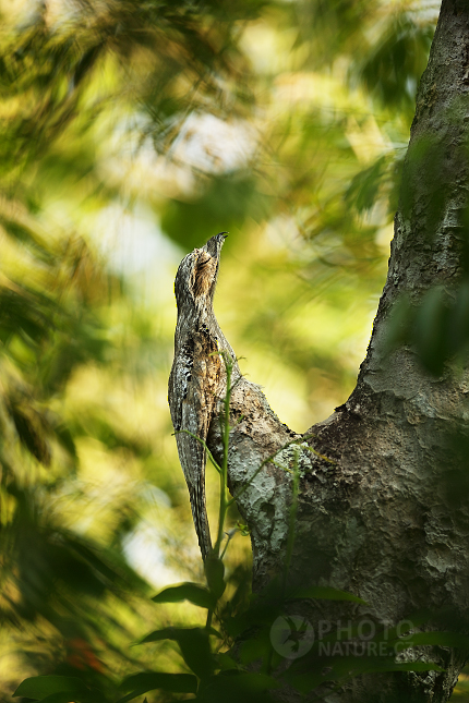 Common Potoo