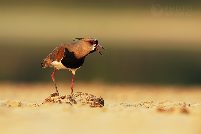 Southern Lapwing 