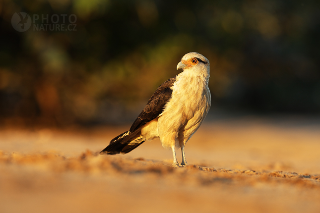 Yellow-headed Caracara