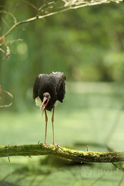 Black Stork