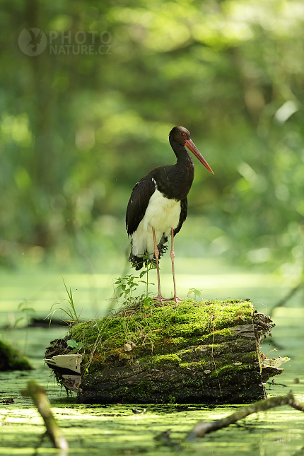 Black Stork