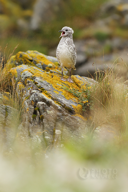 Herring gull