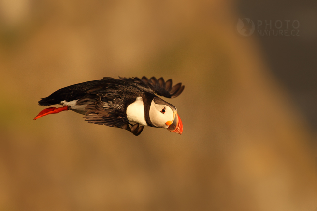 Atlantic Puffin