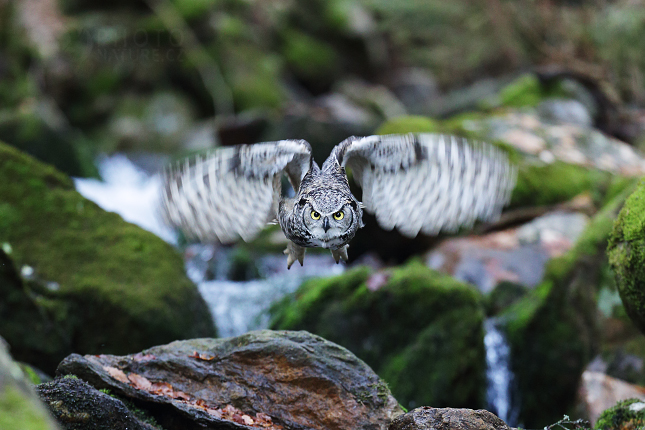 Great Horned Owl