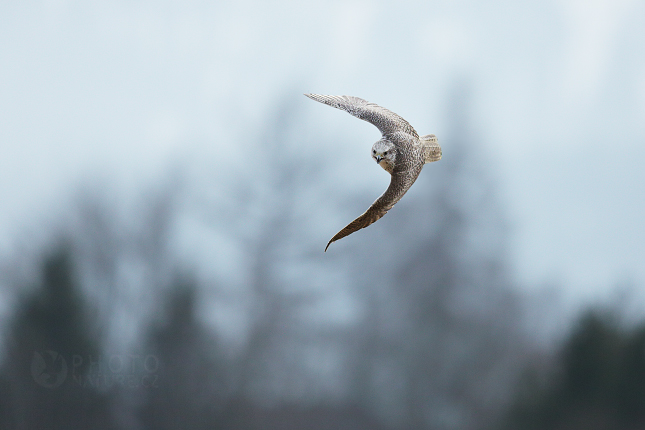 Gyrfalcon 