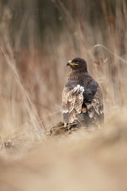 Steppe Eagle