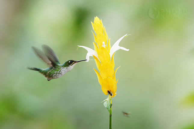 Booted Racket-tail