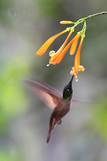 Buff-tailed Coronet