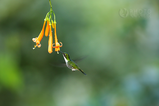 Booted Racket-tail