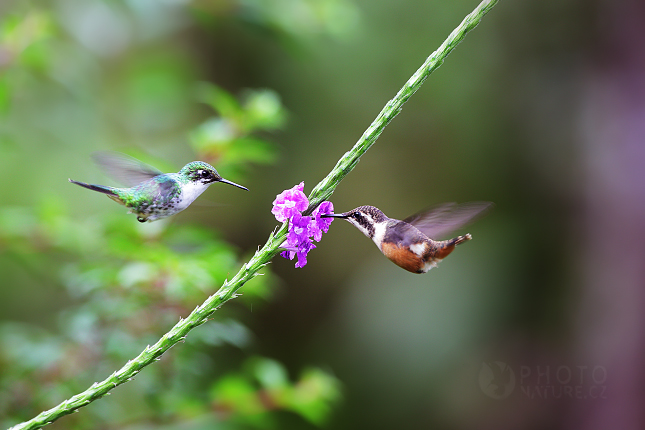 White-bellied Woodstar