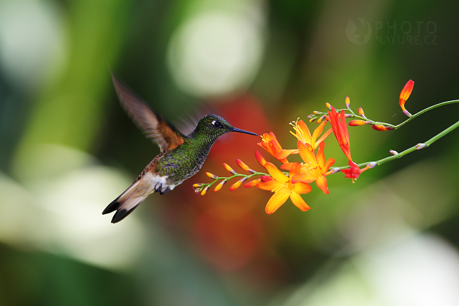 Buff-tailed Coronet