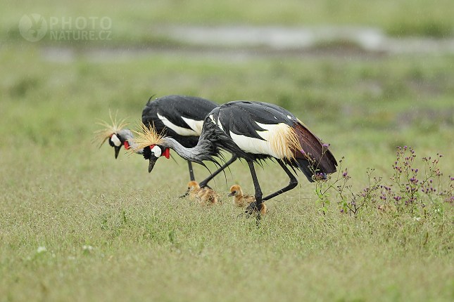 Grey Crowned Crane