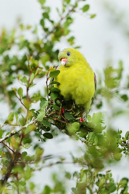 African green pigeon