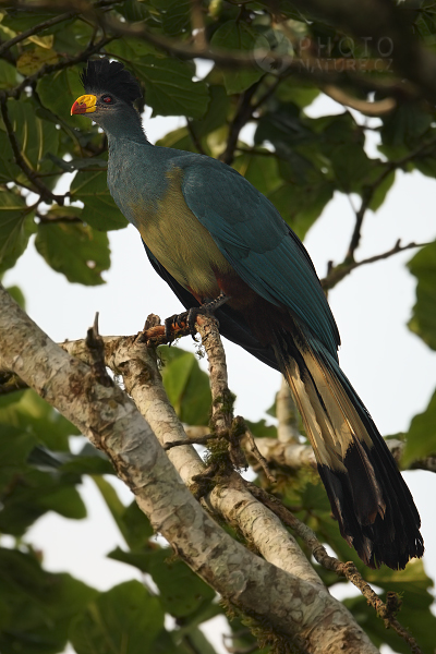 Turako velký (Corythaeola cristata), Uganda