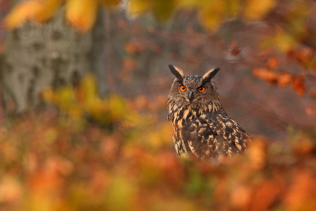 Eurasian Eagle Owl