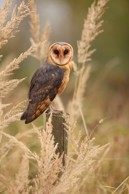 Barn Owl