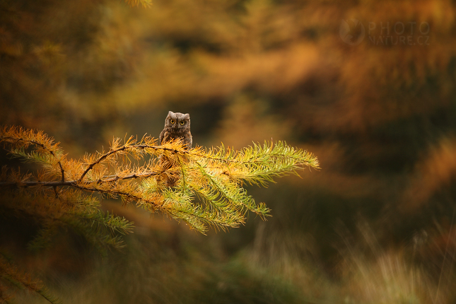 Eurasian Scops-owl