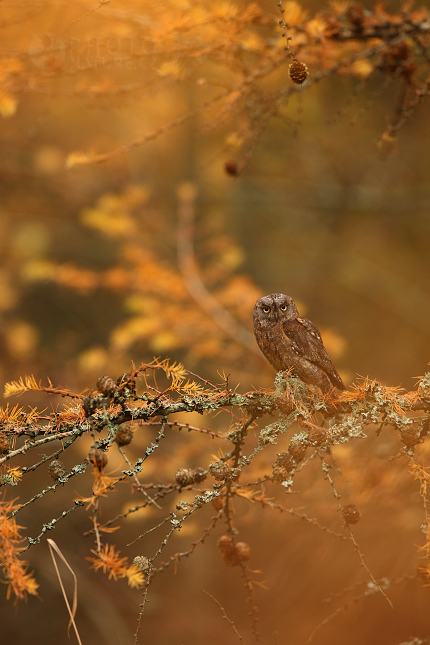 Common Scops Owl