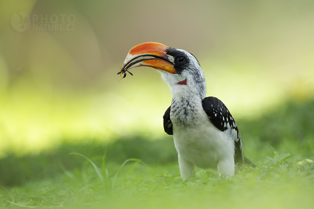 Jackson's Hornbill 