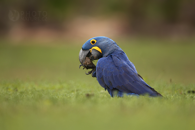 Hyacint macaw