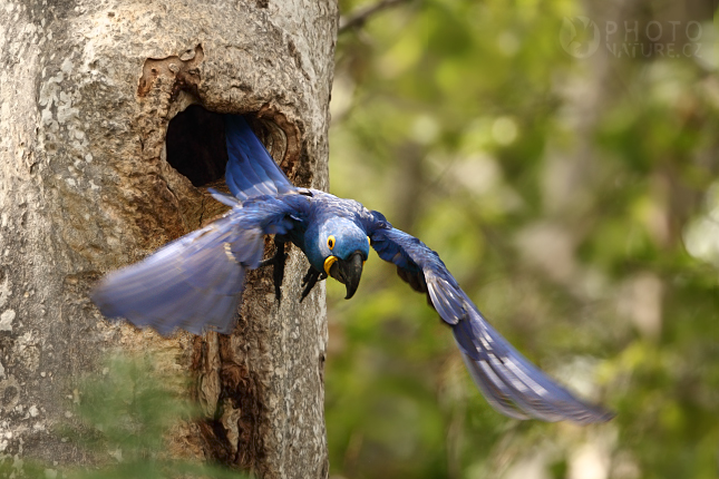 Ara hyacintový (Anodorhynchus hyacinthinus), Brazílie