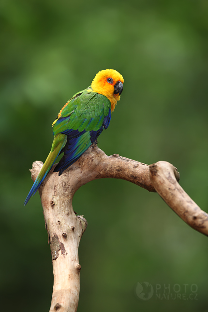 Jandaya Parakeet