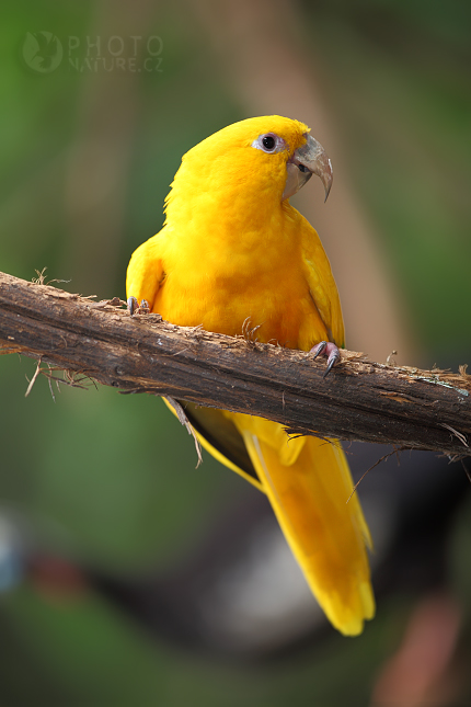 Aratinga žlutý (Guarouba guarouba), Brazílie