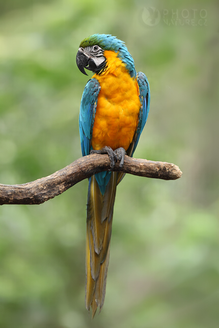 Ara ararauna (Ara ararauna), Brazílie