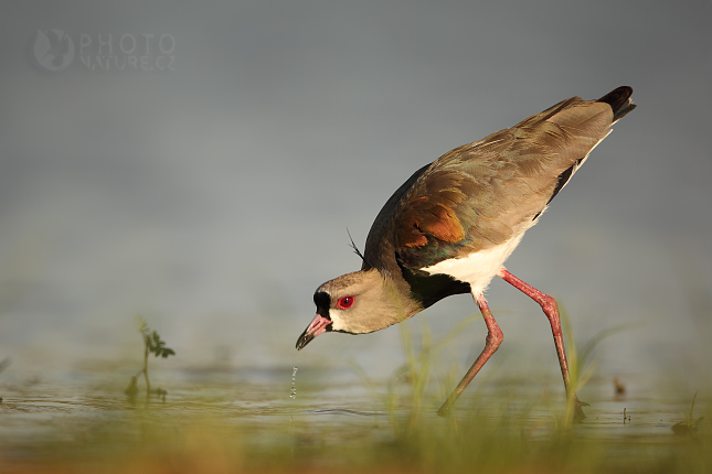 Čejka jižní (Vanellus chilensis), Brazílie