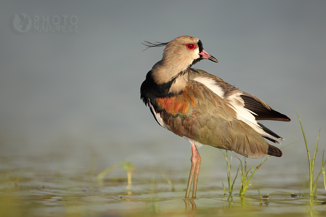 Čejka jižní (Vanellus chilensis), Brazílie