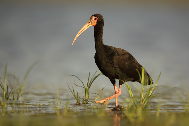 Ibis tmavý (Phimosus infuscatus), Brazílie