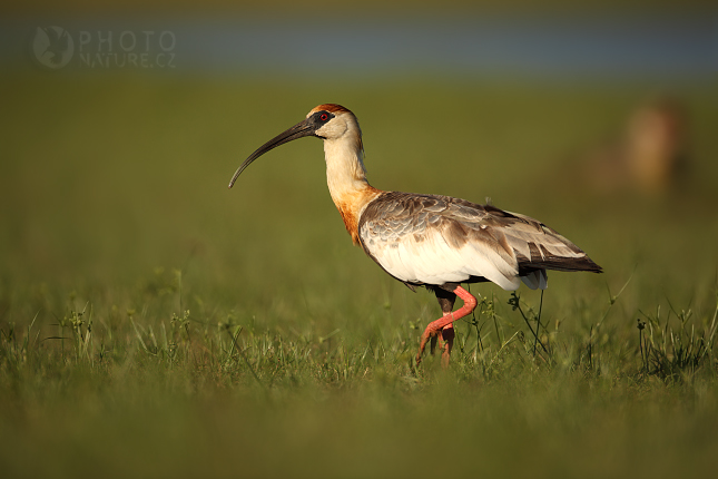 Ibis bělokřídlý (Theristicus caudatus), Brazílie