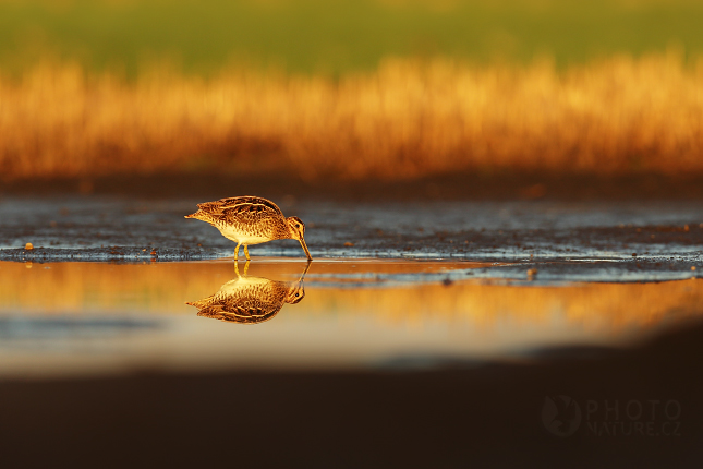 The Green Sandpiper