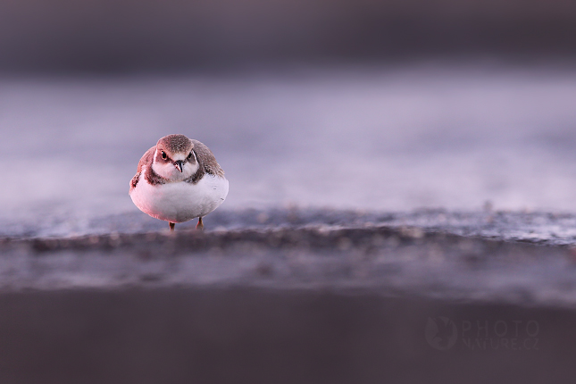 Little Ringed Plover