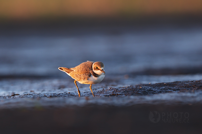 Little Ringed Plover