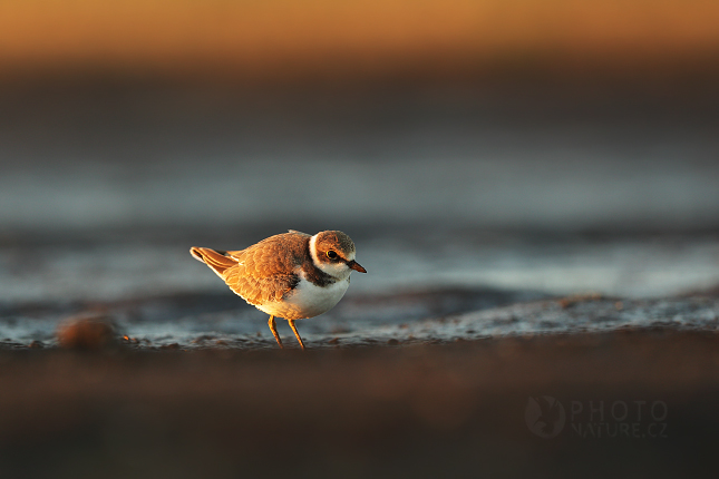 Little Ringed Plover