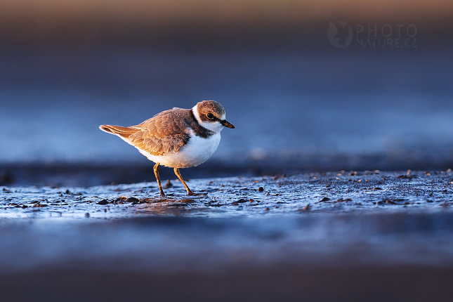 Little Ringed Plover