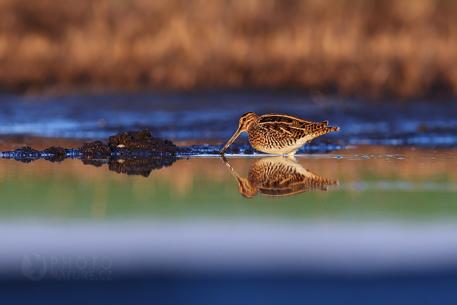 Common Sandpiper