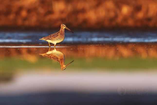 Common Sandpiper