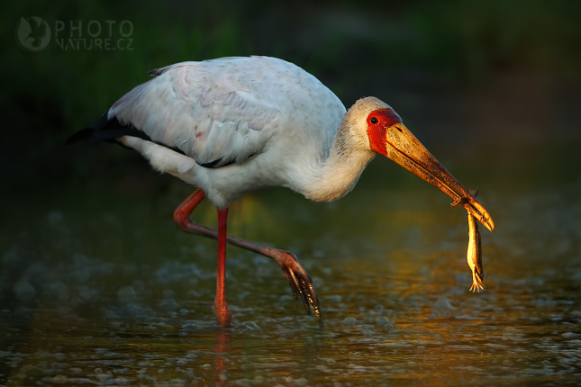 Nesyt africký (Mycteria ibis), Okawango