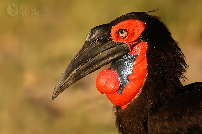 Zoborožec kaferský (Bucorvus leadbeateri), Okawango