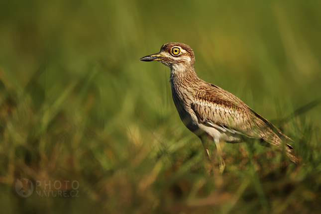 Dytík úhorní (Burhinus oedicnemus), Okawango