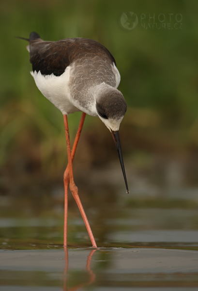 Pisila čáponohá (Himantopus himantopus), Uganda