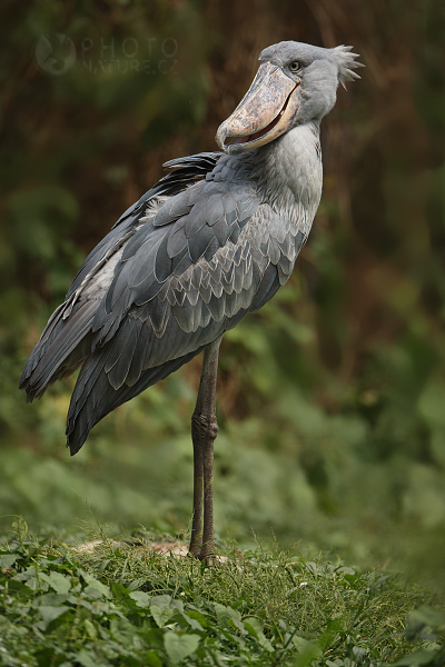 Člunozobec africký (Balaeniceps rex), Congo