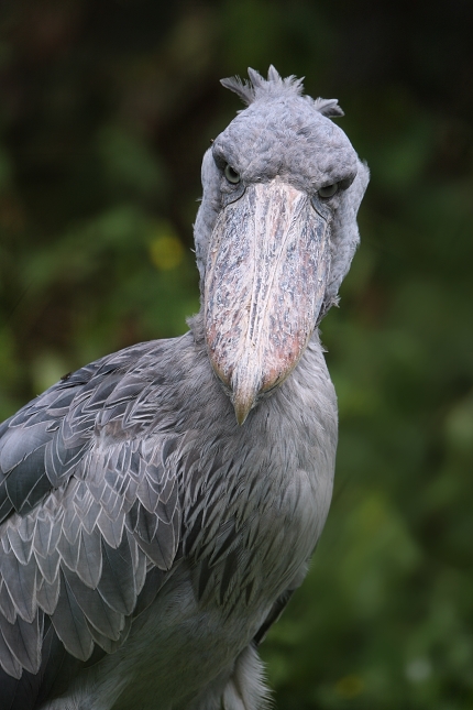 Člunozobec africký (Balaeniceps rex), Congo