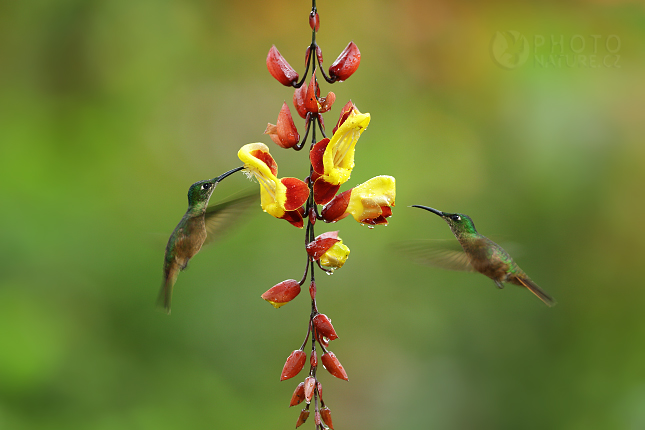 Green-crowned Brilliant