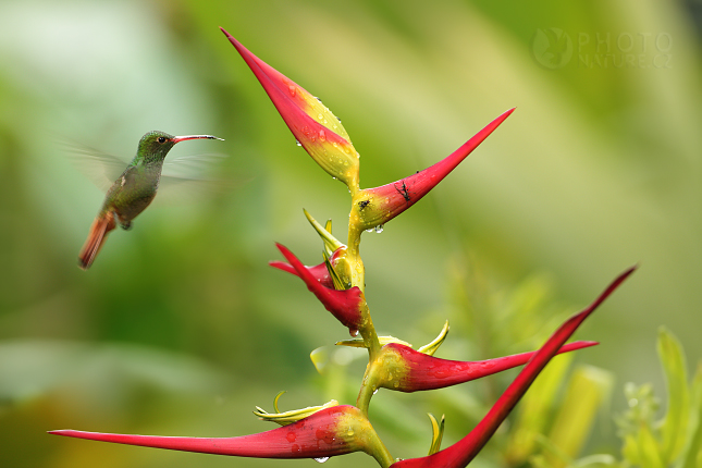 Rufous-tailed Hummingbird