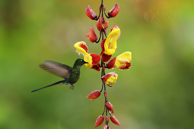 Violet-tailed Sylph