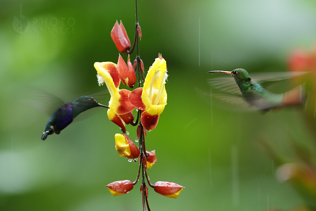 Green-crowned Woodnymph 