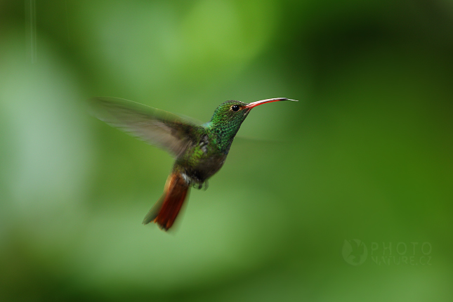 Rufous-tailed Hummingbird